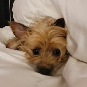 Meet your Posher, Gregory